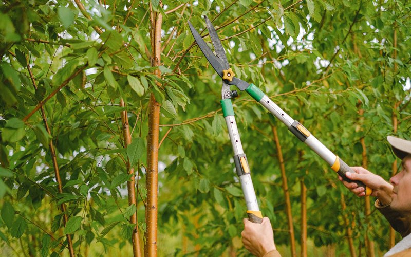 Tree trimming in Audubon, NJ